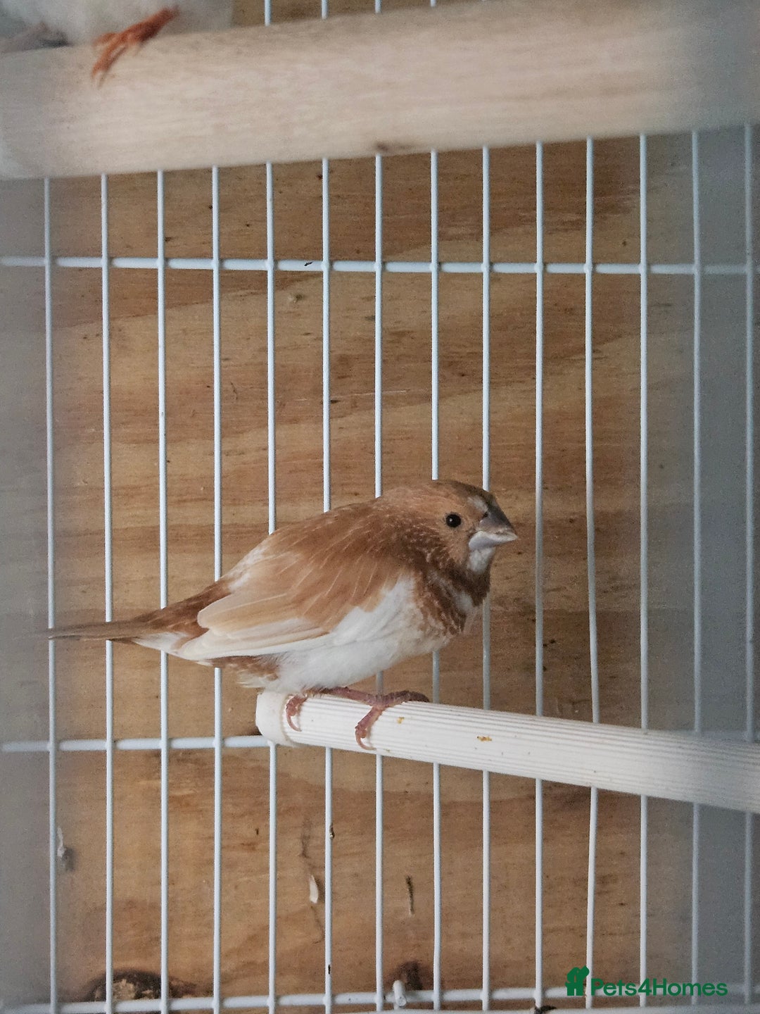 Finches birds for sale: Greenfinch, Bengalese Finches & Zebra Finches - Image 17