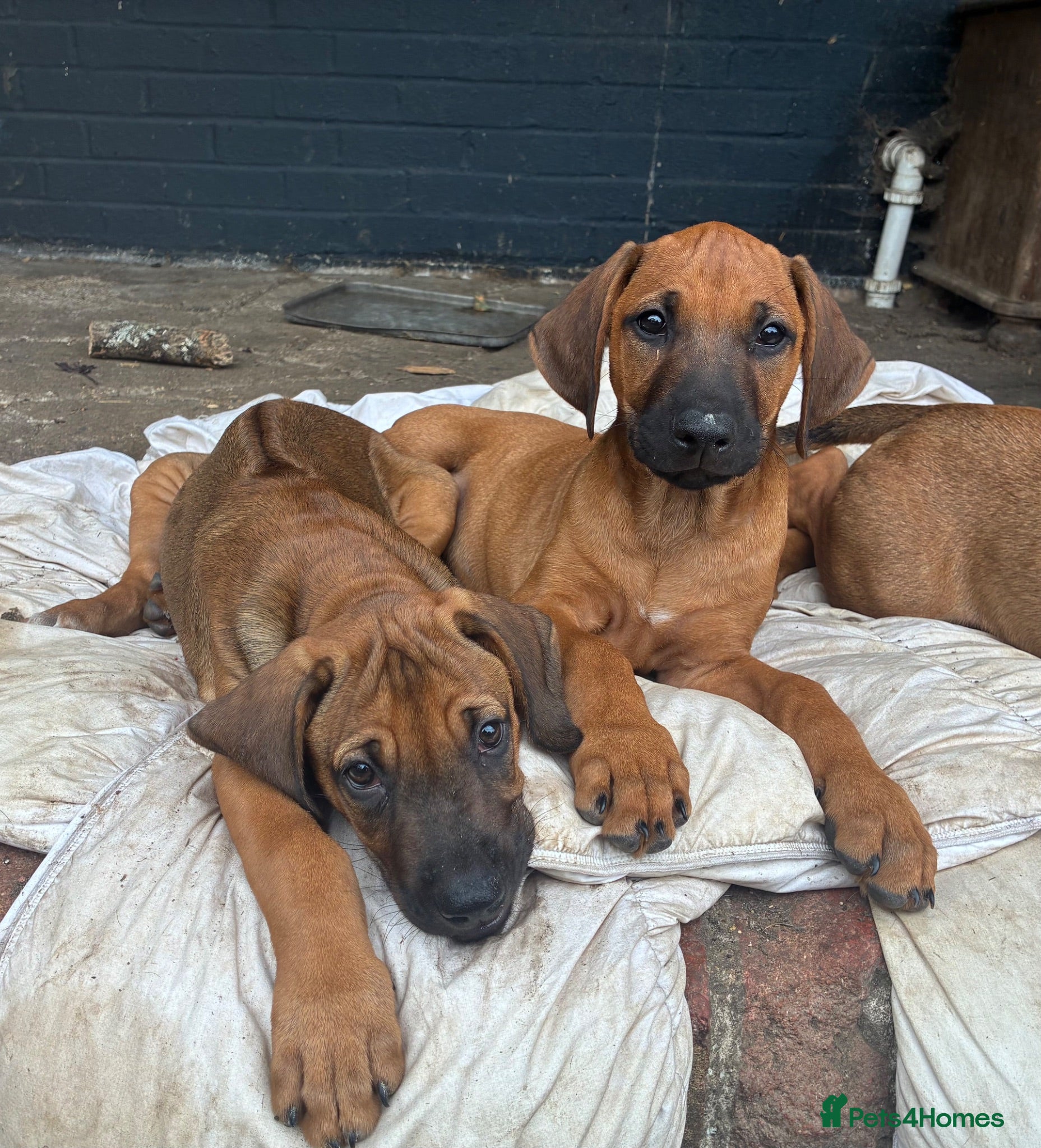 Rhodesian Ridgeback dogs Beautiful Rhodesian Ridgeback Puppies  - Advert 2