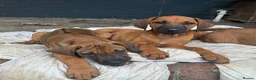 Rhodesian Ridgeback dogs for sale: Beautiful Rhodesian Ridgeback Puppies  - Advert 1