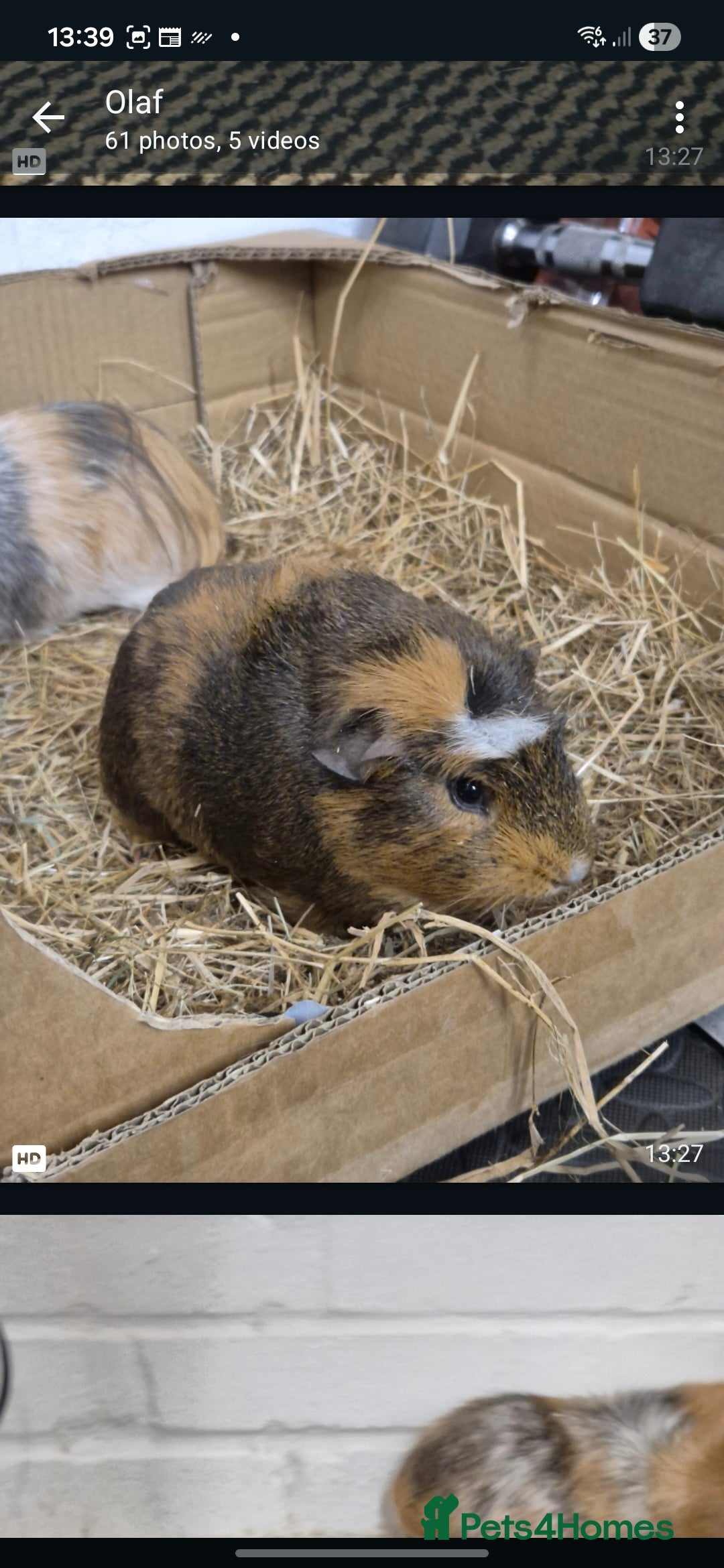 Guinea Pig rodents 3 beautiful male guniapigs  - Advert 3