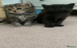 Siberian cats for sale: Beautiful Mixed Kittens-Siberian/Ragdoll/Longhair - Image 6
