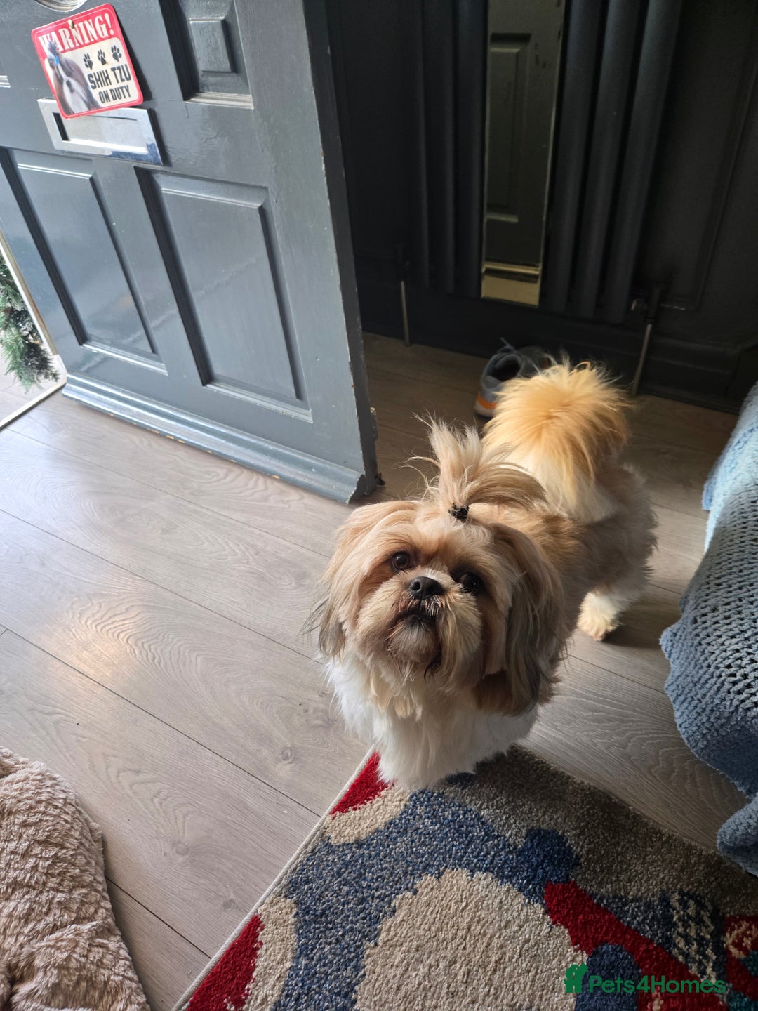 Shih Tzu dogs for stud: Denzo - Advert 2