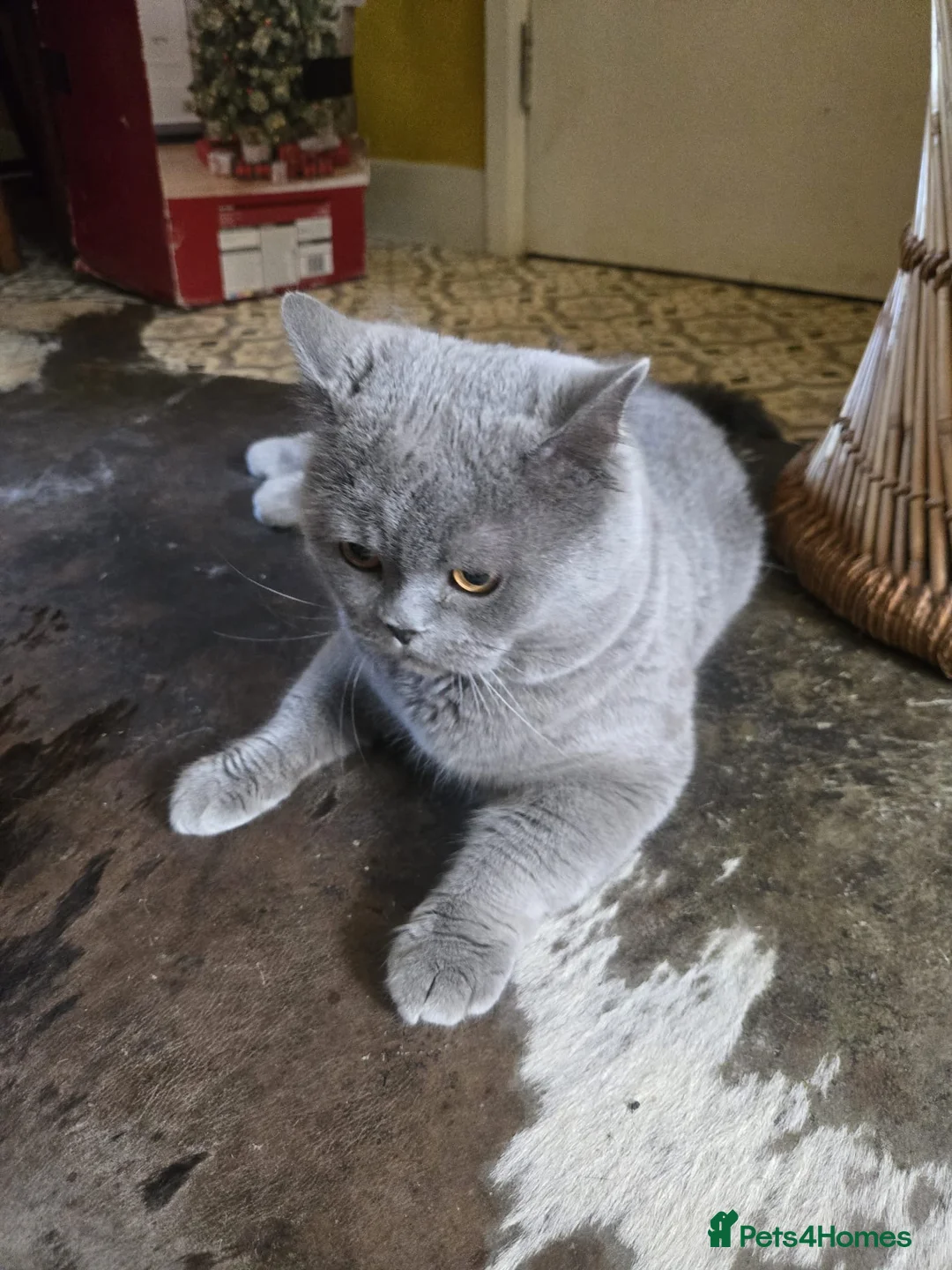 British Shorthair cats for sale: Large British short hair blue in London - Advert 2
