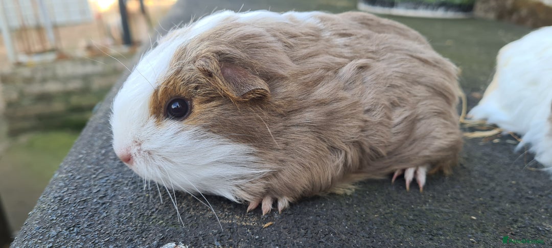 Guinea Pig rodents for sale: Pure sheltie guinea pigs - Image 5