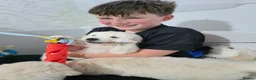 Golden Retriever dogs for sale: Golden Retriever Puppies – Reservations Open💚 - Advert 17