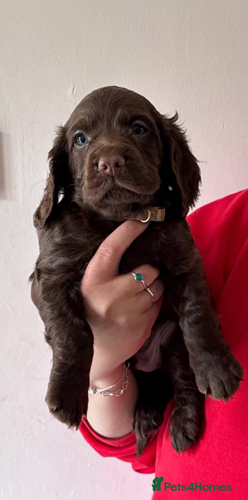 Cocker Spaniel dogs Working cocker spaniel puppies - Advert 5