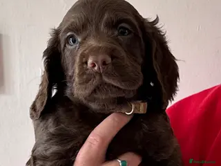 Cocker Spaniel dogs Working cocker spaniel puppies - Advert 5