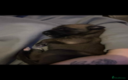 Mixed Breed dogs for sale: Belgian Malinois X Greyhound   - Image 3