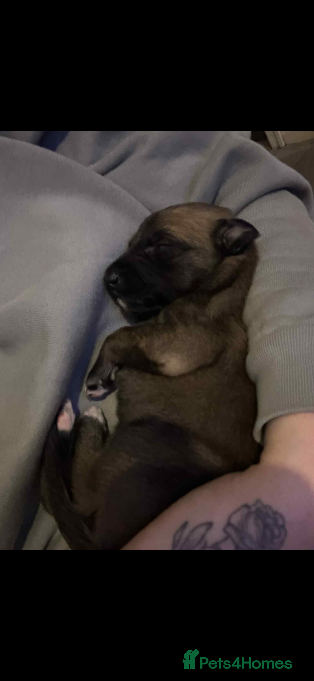 Mixed Breed dogs for sale: Belgian Malinois X Greyhound   - Image 3