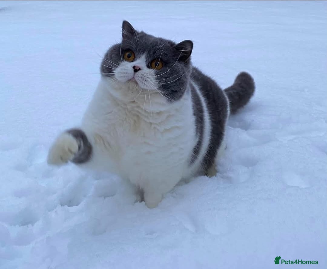 British Shorthair cats for sale: Gorgeous Blue Bicolour British Shorthair Male - Image 23