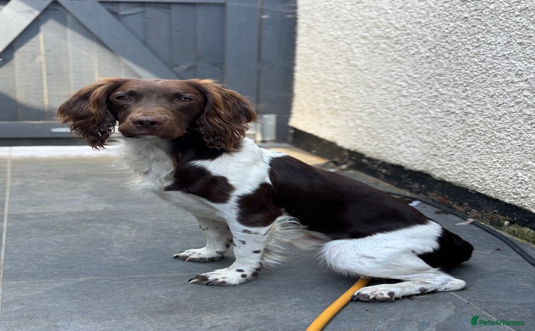 English Springer Spaniel dogs in High Wycombe - Advert 10