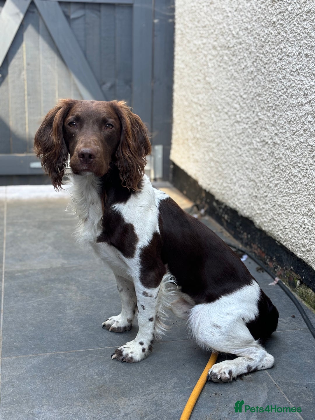 English Springer Spaniel dogs for stud: Health tested English springer spaniel at stud  in High Wycombe - Image 1