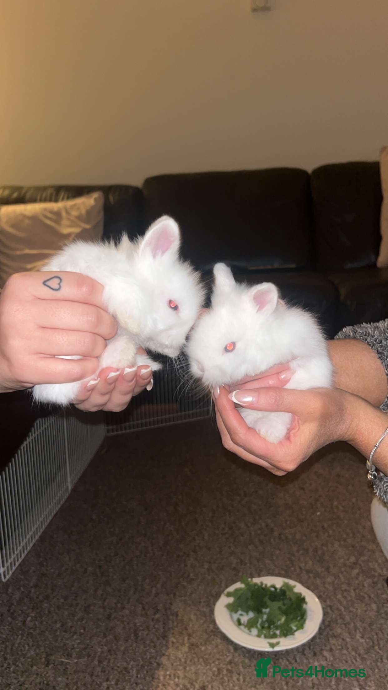 Lionhead rabbits lionhead bunnies - Advert 1