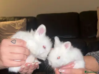 Lionhead rabbits lionhead bunnies - Advert 20