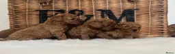 Cavapoo dogs for sale: Stunning deep red TOY cavapoo pups - Advert 27