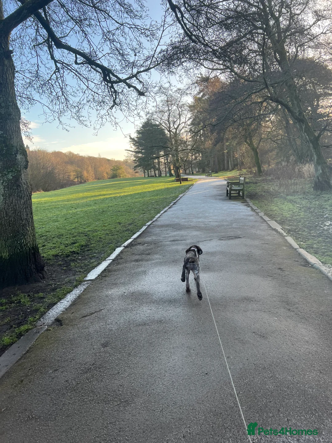 German Shorthaired Pointer dogs for sale: German shorthaired pointer  - Advert 5