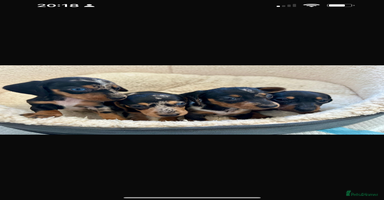 Miniature Dachshund dogs - Advert 8