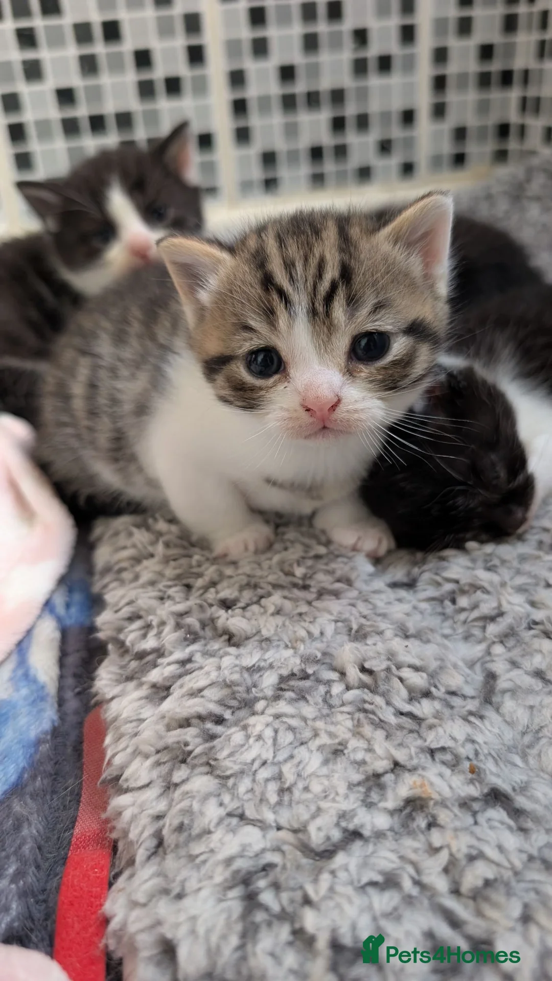 Mixed Breed cats for sale: Six half British shorthair kittens  in Cardiff - Advert 17