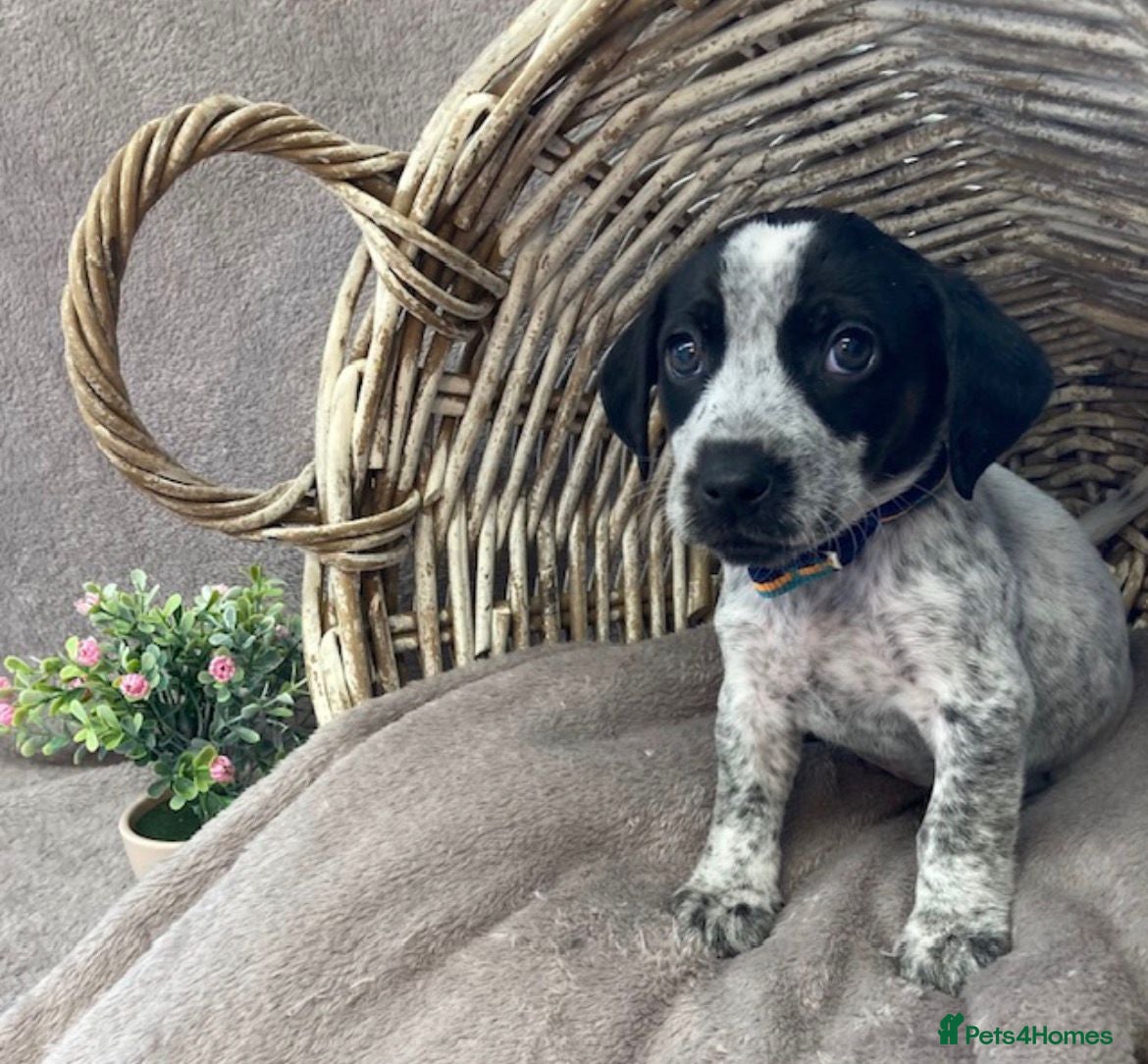 Mixed Breed dogs Ready now Cocker spaniel x Jack Russell pups  - Advert 1