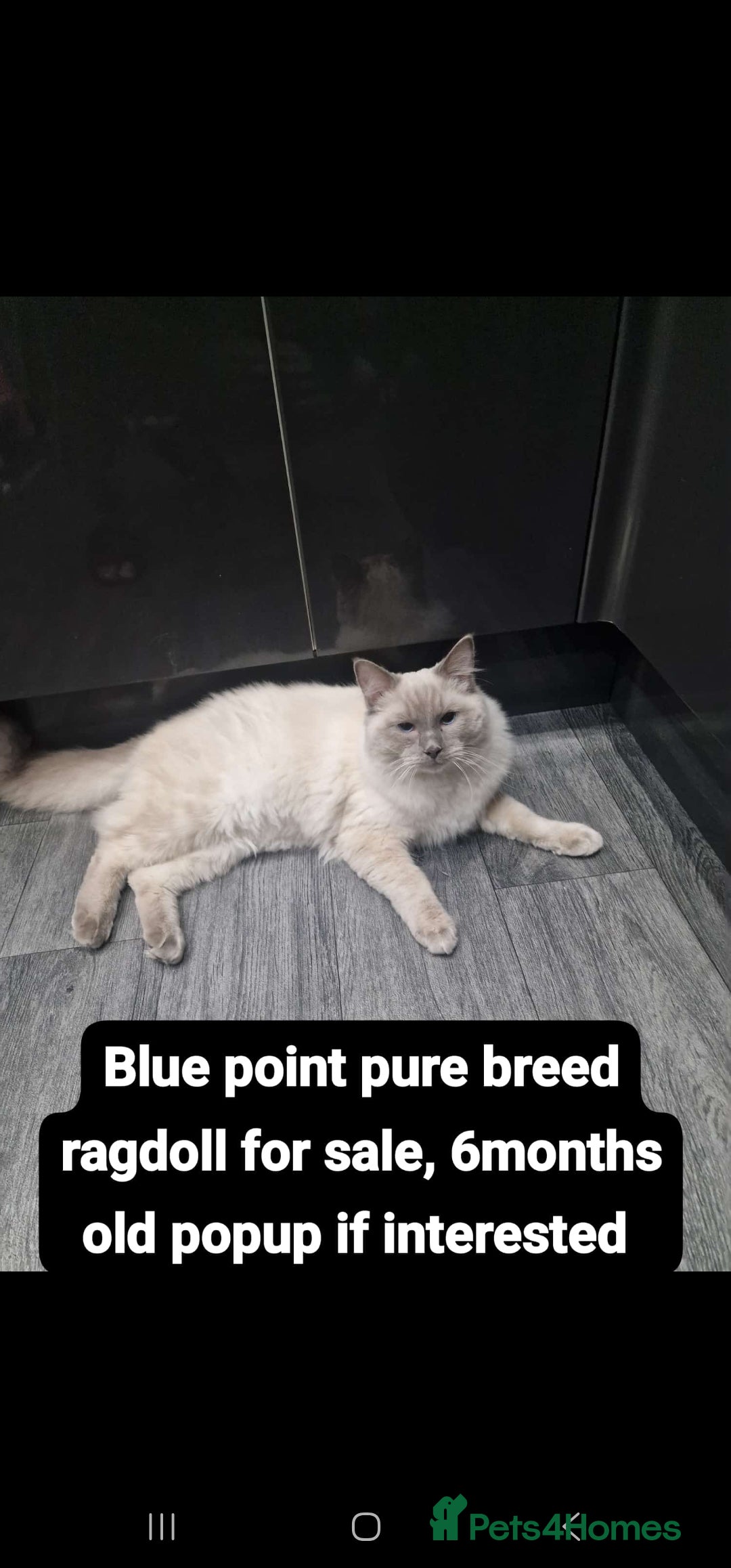 Ragdoll cats for sale: Male ragdoll kitten - Advert 2