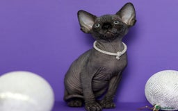 Sphynx cats for sale: Sphynx Black Solid Girls  - Advert 23