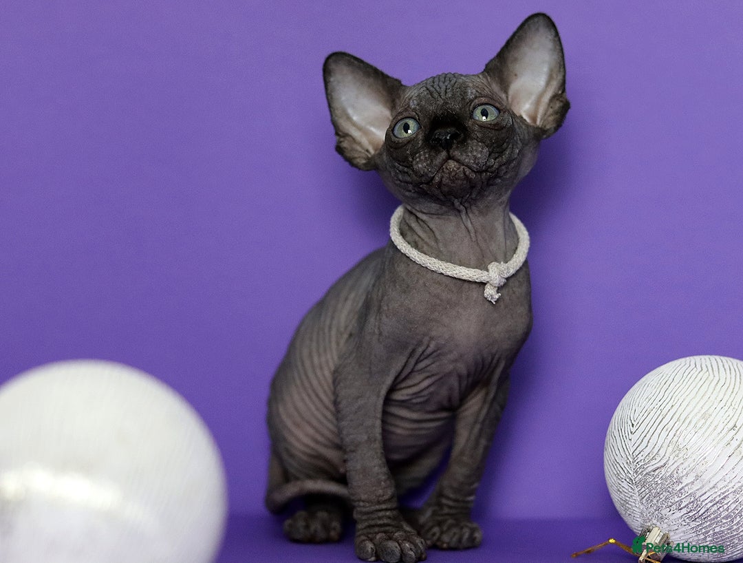 Sphynx cats for sale: Sphynx Black Solid Girls  - Advert 23