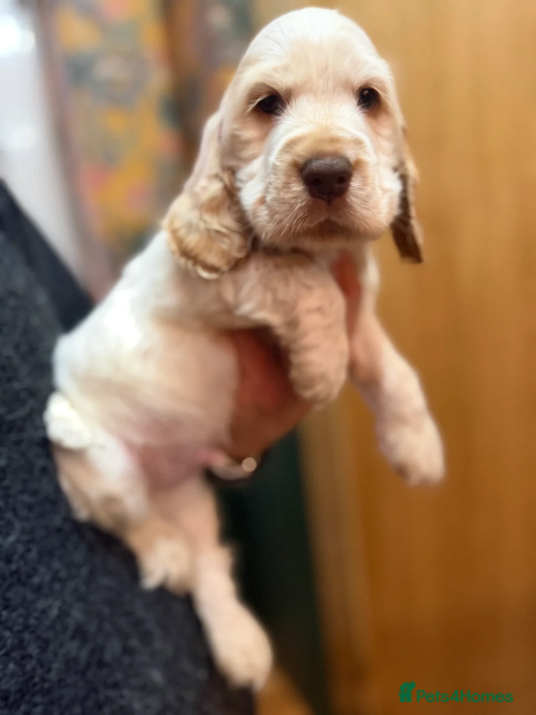 Cocker Spaniel dogs for sale: Show cocker spaniel pups  - Advert 18