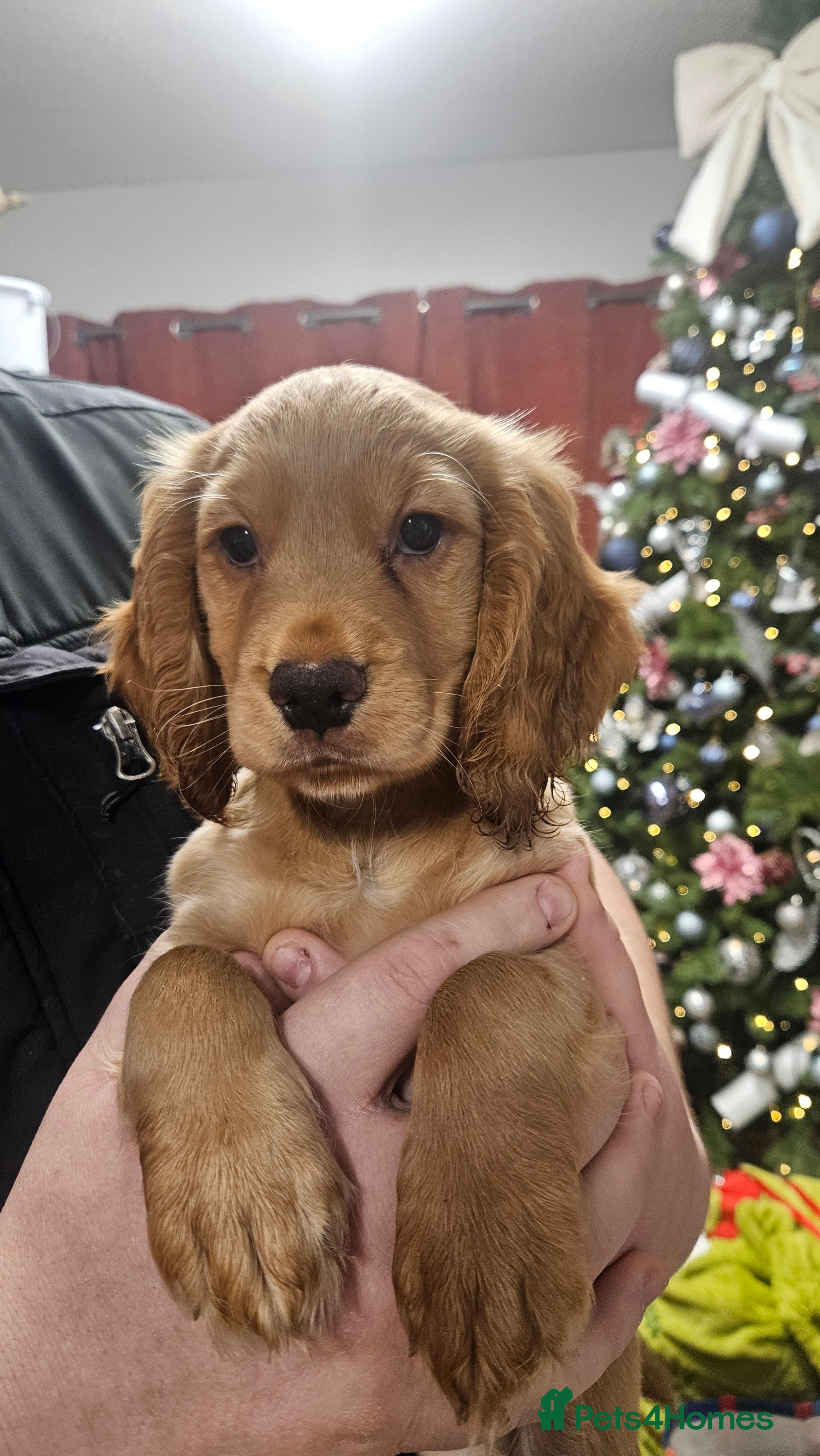 Cocker Spaniel dogs Beautiful cocker spaniel  - Advert 14