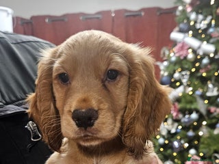 Cocker Spaniel dogs Beautiful cocker spaniel - Advert 14