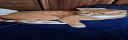 Domestic Shorthair cats for sale: Ginger Male Cat in Kidderminster - Advert 25