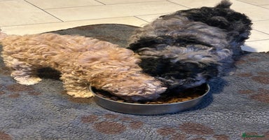 Cockapoo dogs - Advert 3