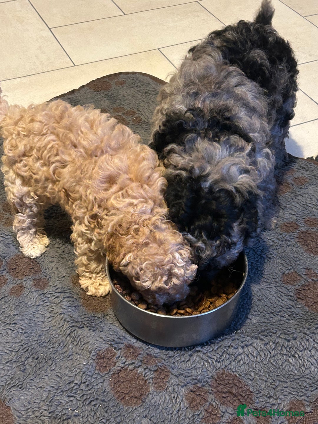 Cockapoo dogs for sale: Miniature cockapoo puppies Merle and Apricot - Image 3
