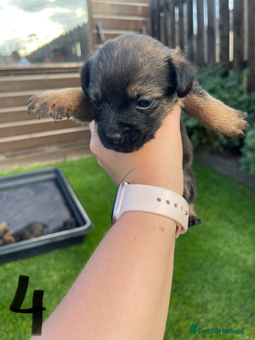 Border Terrier dogs for sale: Border Terrier Puppies  - Image 16