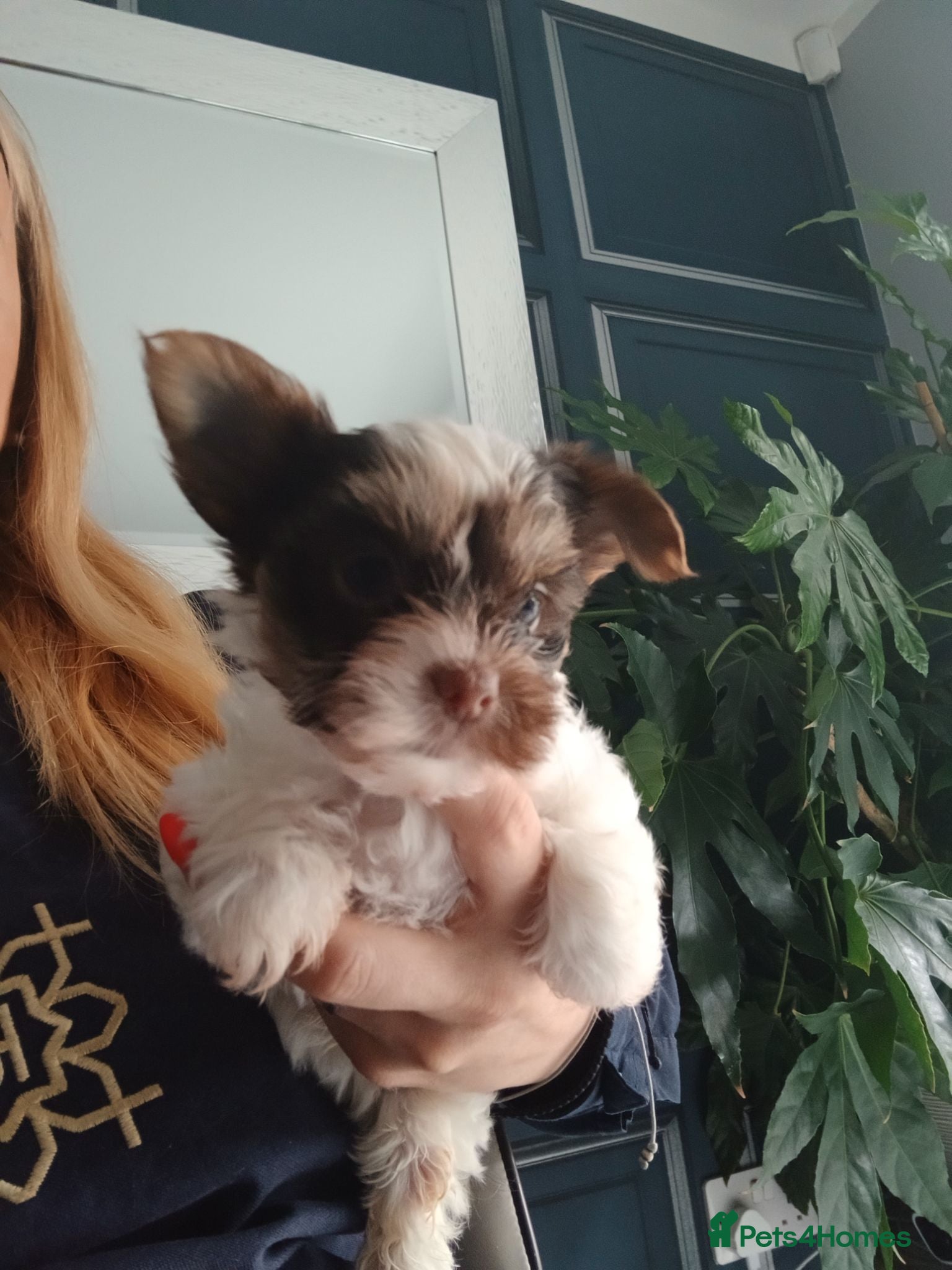 Biewer Terrier dogs Mini Purebred Biwer Yorkshire Terrier Puppies - Advert 2