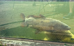 Koi Carp fish for sale: Koi carp for sale - Image 2