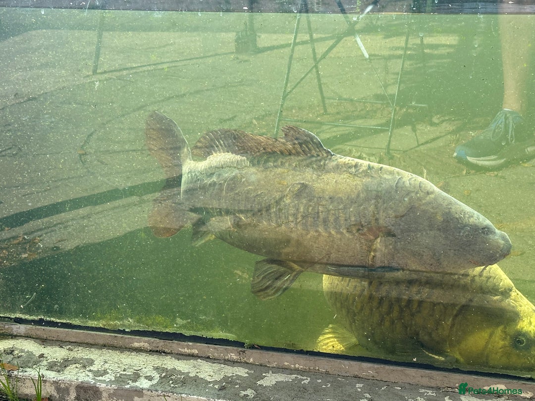 Koi Carp fish for sale: Koi carp for sale - Image 2