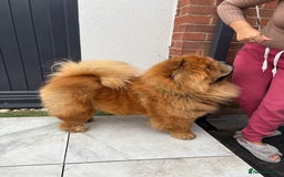 Chow Chow dogs for sale: Standard CH Champion Bloodline chow chows - Image 2