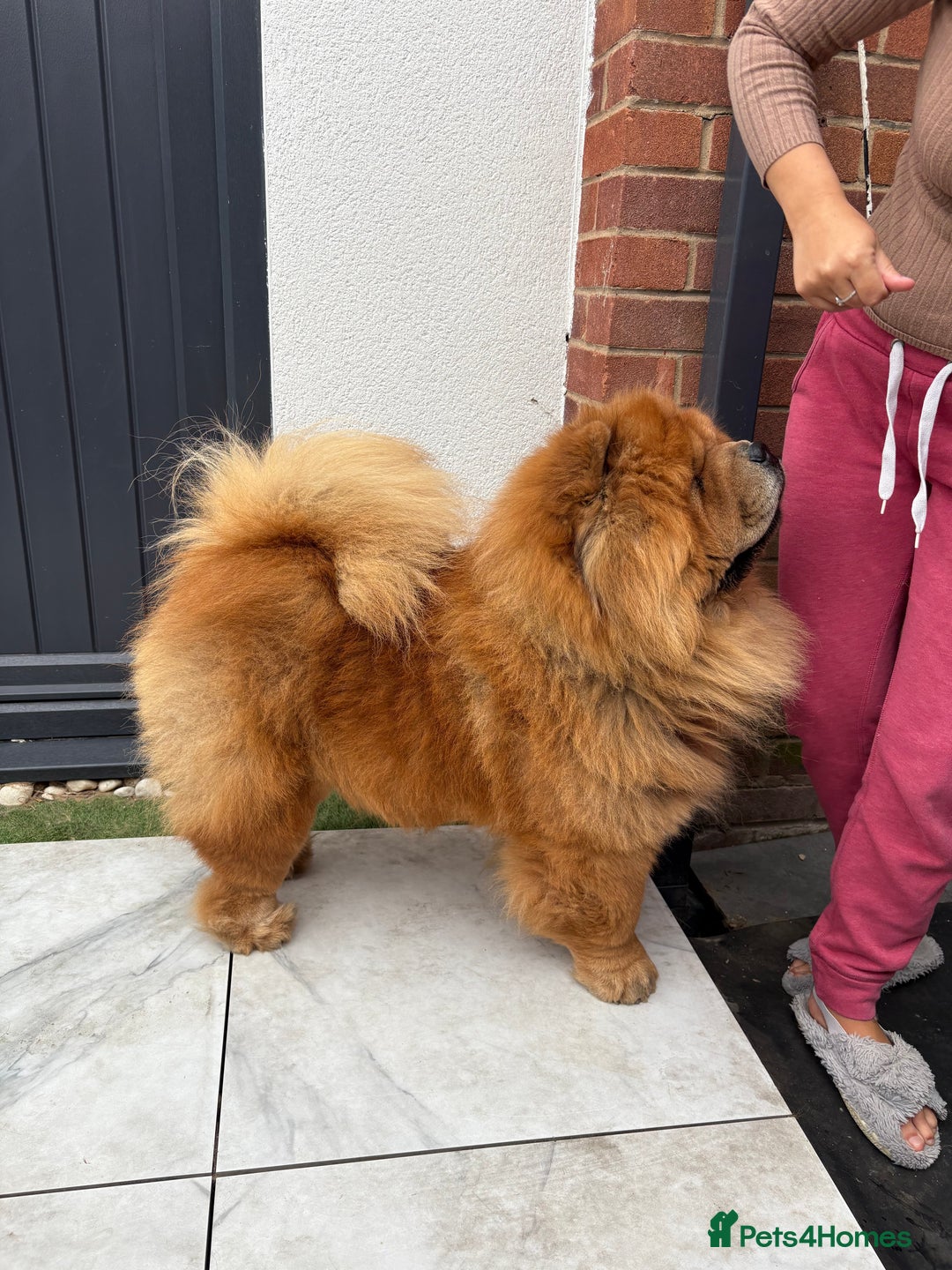Chow Chow dogs for sale: Standard CH Champion Bloodline chow chows - Image 2