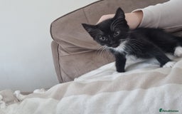 Mixed Breed cats for sale: Help us find our forever families.  - Image 4