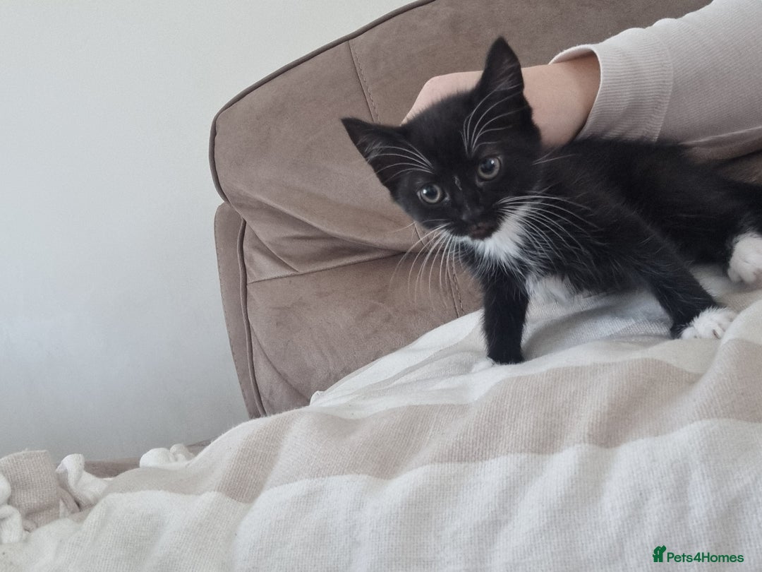 Mixed Breed cats for sale: Help us find our forever families.  - Image 4