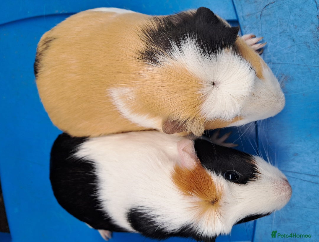Guinea Pig rodents for sale: Adult female guinea pigs for sale  - Image 8