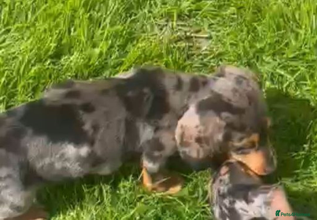 Miniature Dachshund dogs for sale: ADORABLE MINIATURE DACHSHUND PUPPIES - Image 2