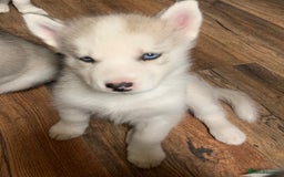 Utonagan dogs for sale: Husky x malamute  - Image 16