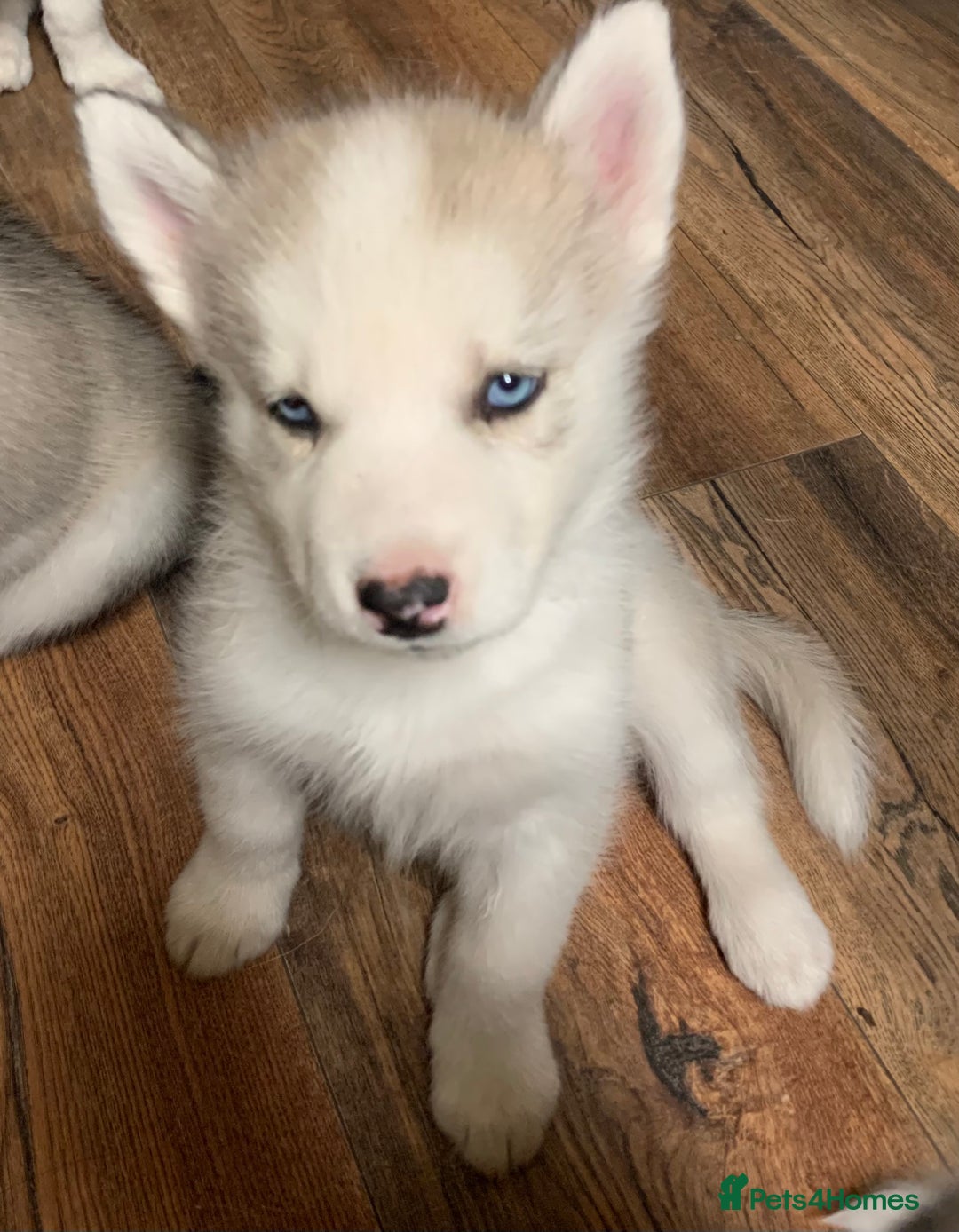 Utonagan dogs for sale: Husky x malamute  - Image 16