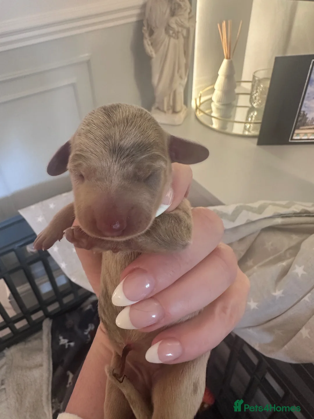 Miniature Dachshund dogs for sale: KC registered stunning dapple puppies  in Bromley - Advert 8