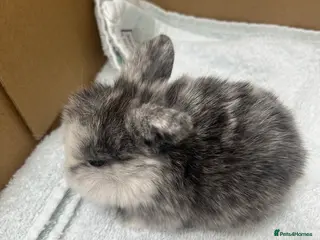 Mini Lop rabbits Gorgeous Mini Lops - Advert 5