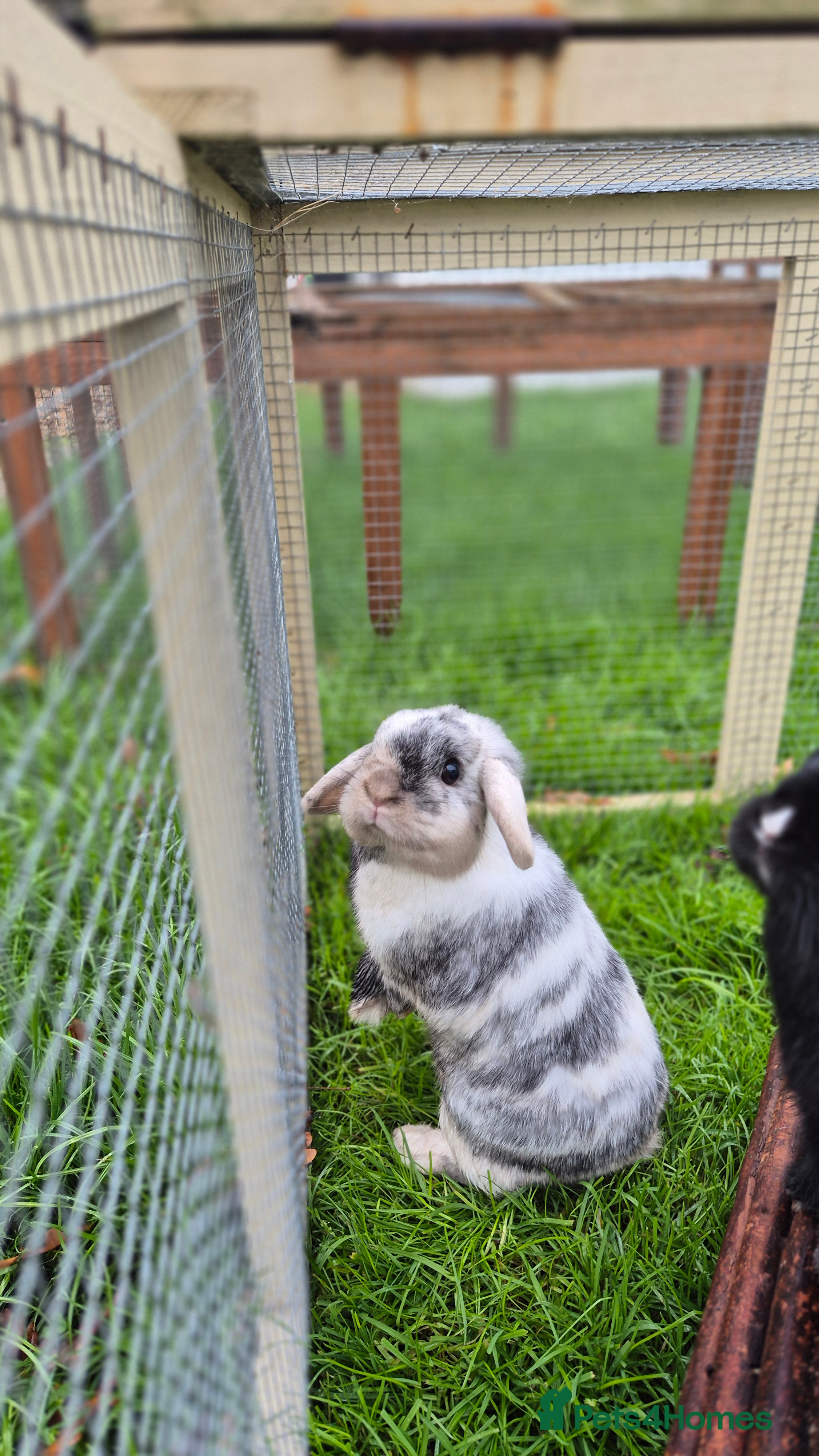 Mini Lop rabbits Bonded Mini Lops, vaccinated and Neutered  - Advert 16