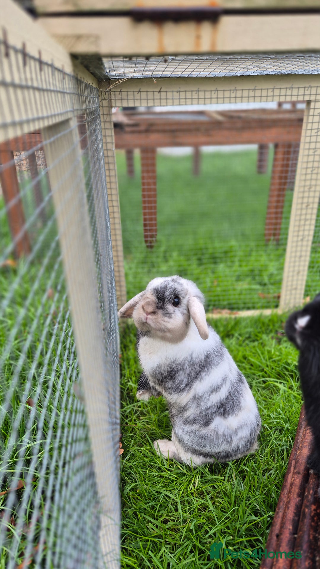 Mini Lop rabbits for sale: Bonded Mini Lops, vaccinated and Neutered  - Advert 1