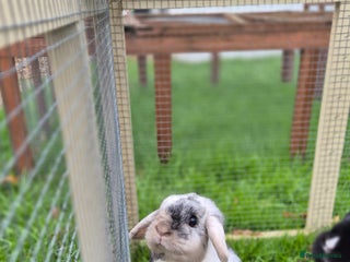 Mini Lop rabbits Bonded Mini Lops, vaccinated and Neutered - Advert 1