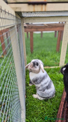Mini Lop rabbits Bonded Mini Lops, vaccinated and Neutered - Advert 1